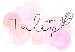 Kvety Tulip
